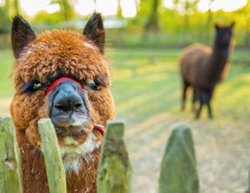 These alpacas like to be petted